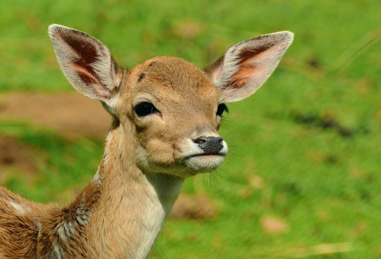 Free stock image of Roe Deer created by Pixabay