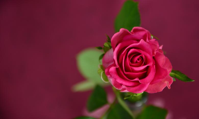 Free stock image of Fresh Rose created by Pixabay