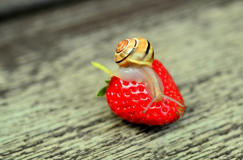 Free stock image of Snail on the Strawberry created by Pixabay