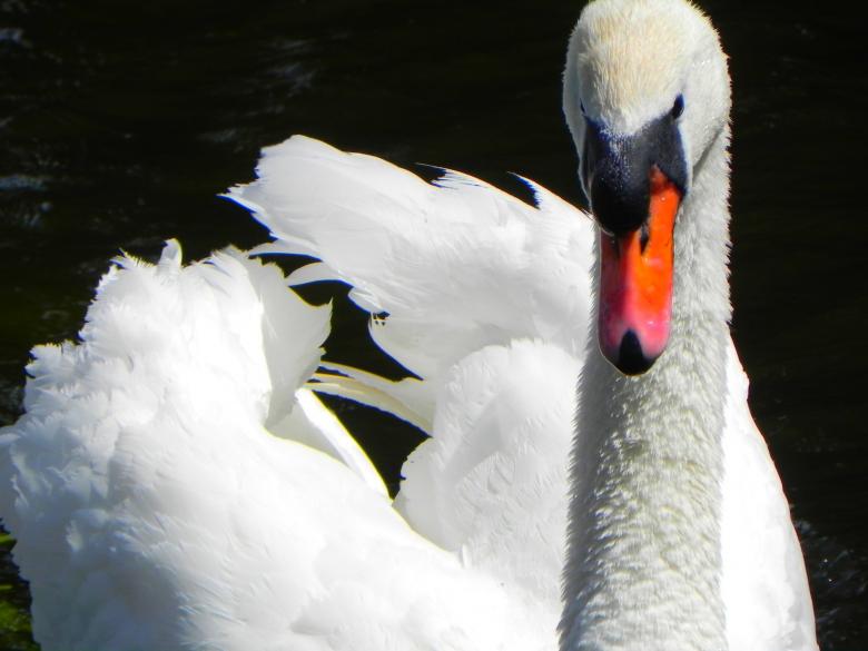 Free stock image of Swan in the Pond created by Pixabay