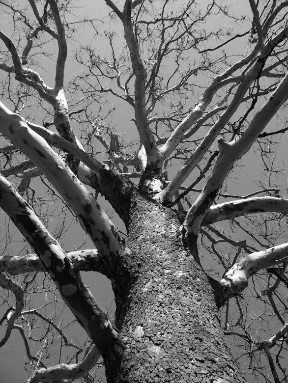 Free stock image of Old Tree created by Pixabay