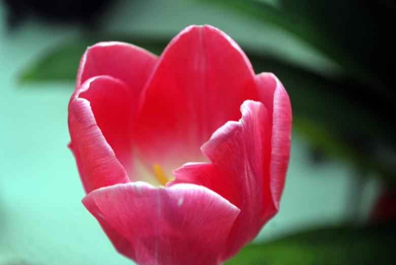 Free stock image of Pink Tulip created by Pixabay