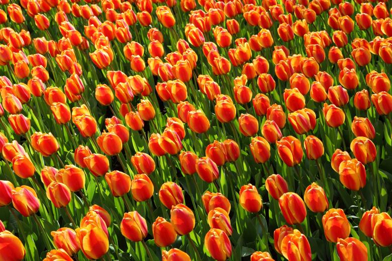 Free stock image of Tulip Flowers created by Pixabay