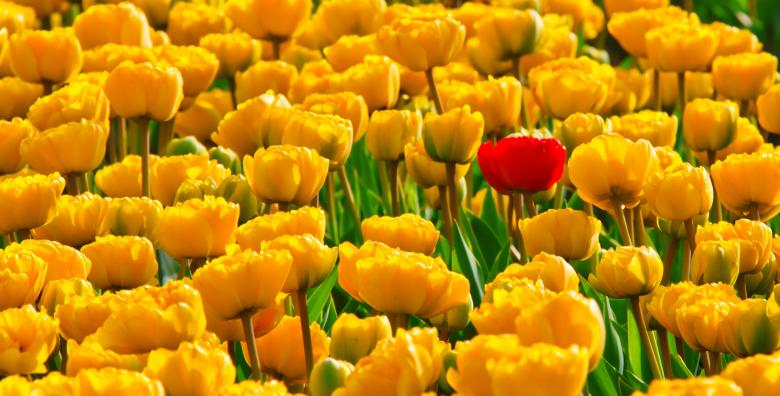 Free stock image of Yellow Tulips created by Pixabay