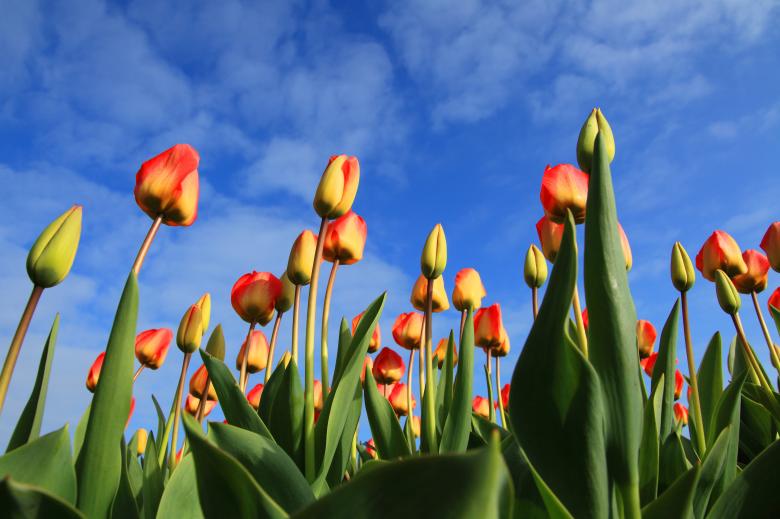 Free stock image of Tulip Field created by Pixabay