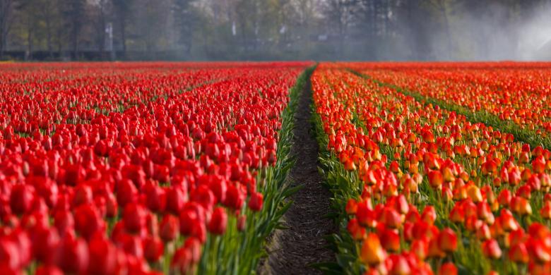 Free stock image of Tulip Field created by Pixabay