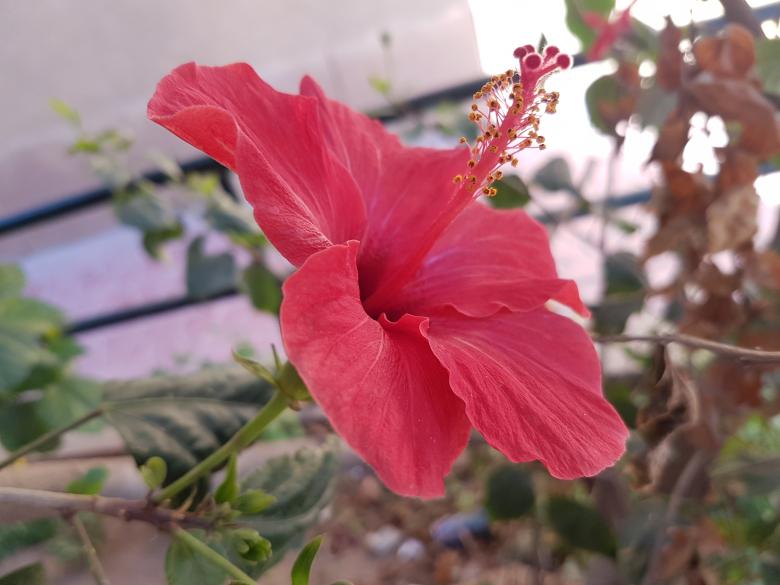Free stock image of Hibiscus created by Rafik Laghouati