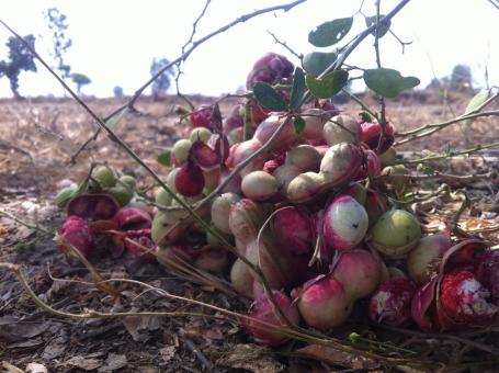 Sevenwater Fruit in Beng Lake - Free Stock Photo