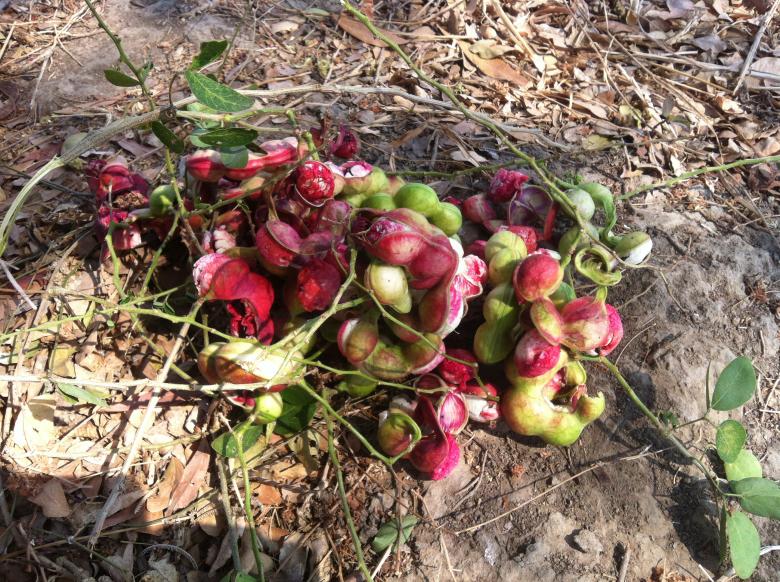 Free stock image of Sevenwater Fruit in Beng Lake created by Sen Bavel