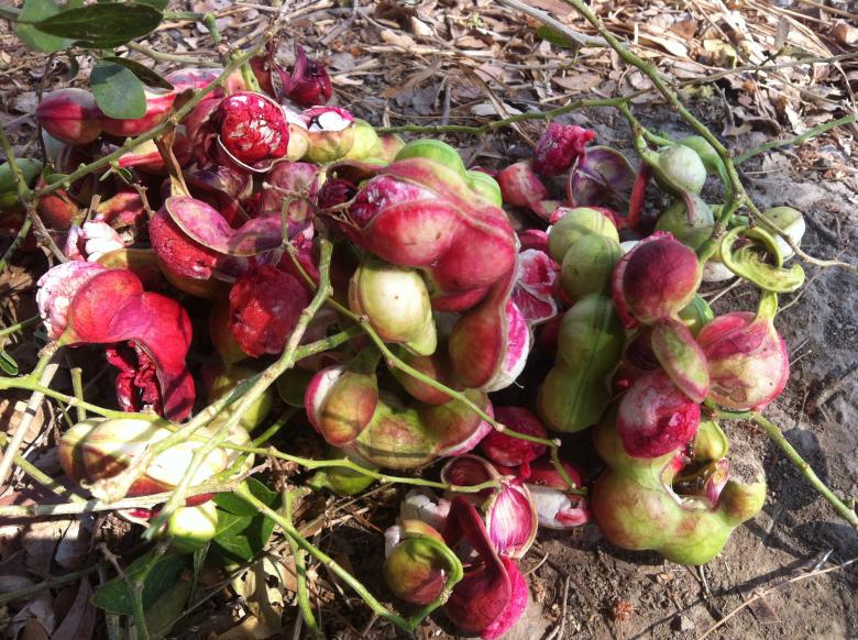 Free stock image of Sevenwater Fruit in Beng Lake created by Sen Bavel
