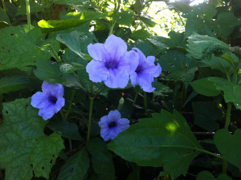 Free stock image of Samao Flower created by Anong Lov