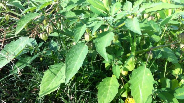 Free stock image of Peng Pos Plant created by Anong Lov