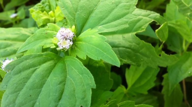 Free stock image of Barang Ses Flower created by Anong Lov