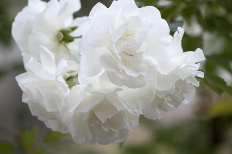 Free stock image of White Roses Closeup created by Eduardo Soares Bogosian