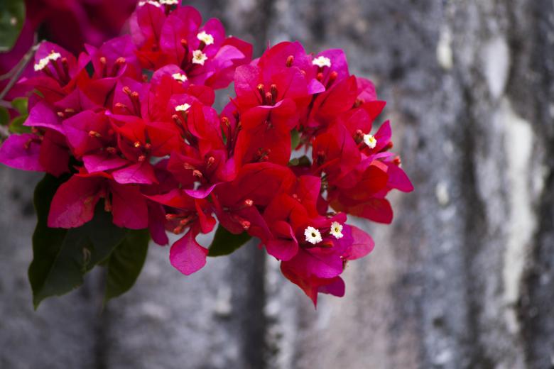 Free stock image of Red Flowers in Blossom created by Eduardo Soares Bogosian