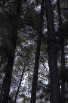 Free Stock Photo of Dense Wood Background