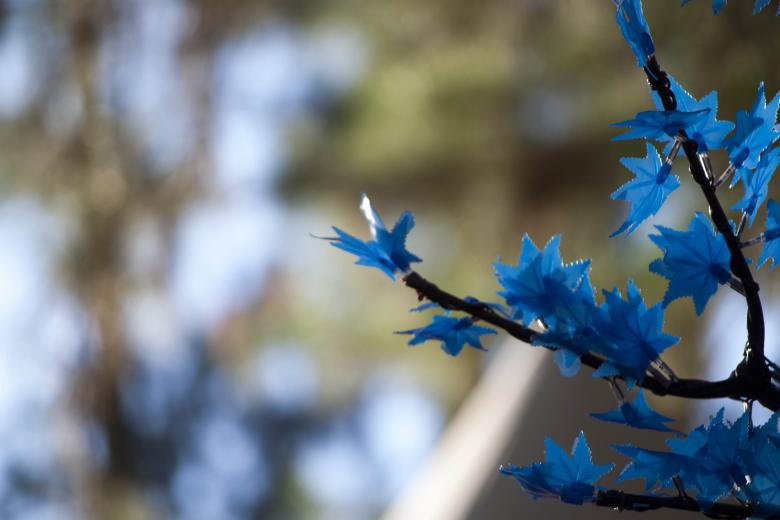 Free stock image of Blue Blooming Flowers created by Eduardo Soares Bogosian