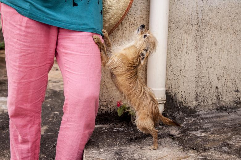 Free stock image of Dog Begs created by Eduardo Soares Bogosian