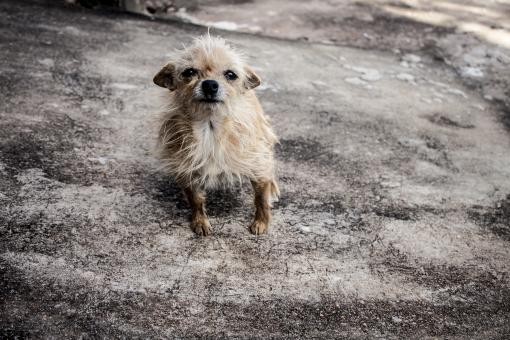Raggedy Dog - Free Stock Photo