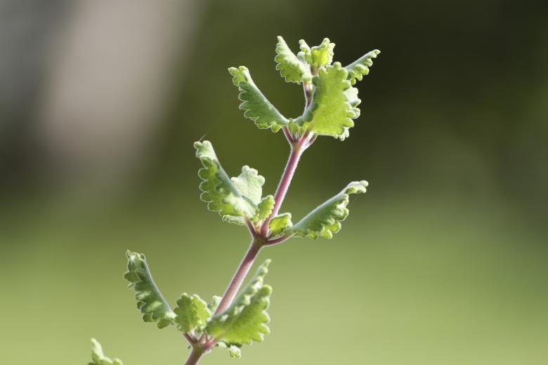 Free stock image of Green leaves up close created by Eduardo Soares Bogosian