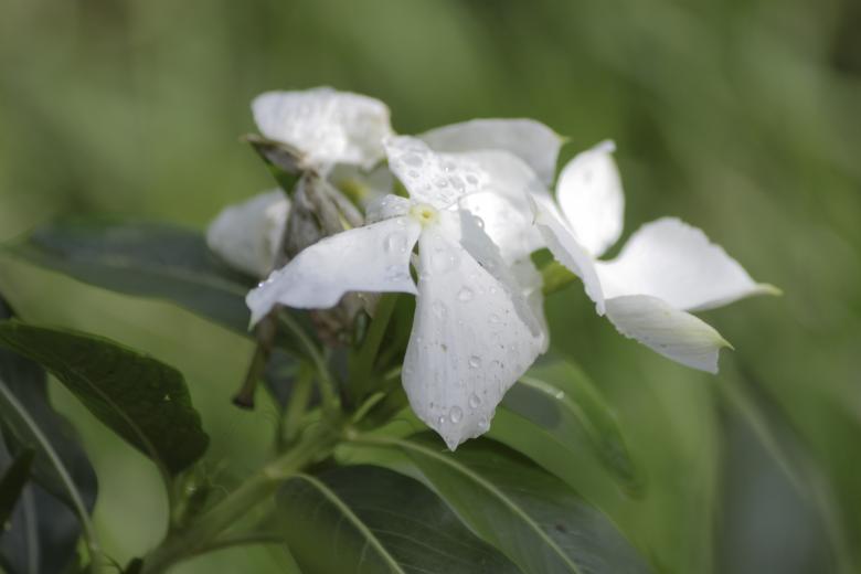 Free stock image of White Small Flower Petals created by Eduardo Soares Bogosian