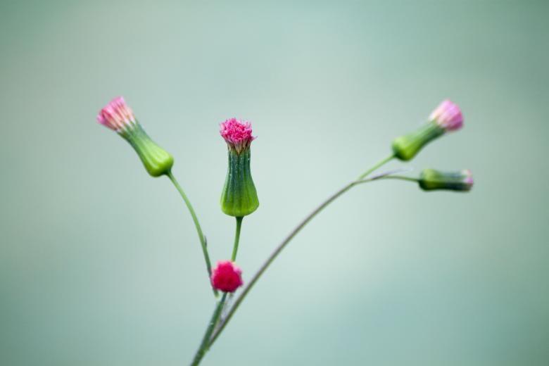 Free stock image of Soft Pink Flowers created by Eduardo Soares Bogosian