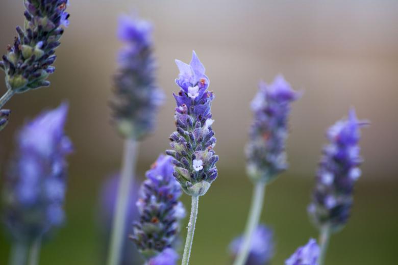 Free stock image of Blue Flowers Soft Background created by Eduardo Soares Bogosian