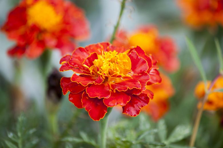 Free stock image of Red and Orange Flowers created by Eduardo Soares Bogosian