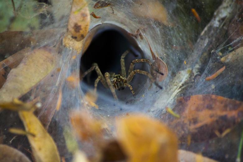Free stock image of Hole spider created by Eduardo Soares Bogosian