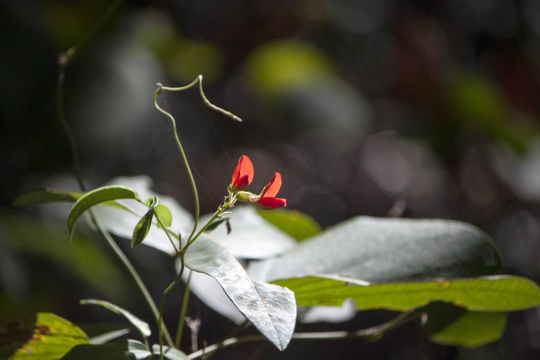 Free stock image of Red flowered plant created by Eduardo Soares Bogosian