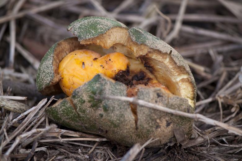 Free stock image of Pequi Fruit created by Eduardo Soares Bogosian