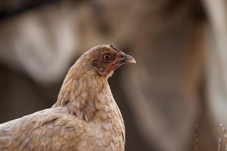 Free stock image of A suspicious looking chicken created by Eduardo Soares Bogosian