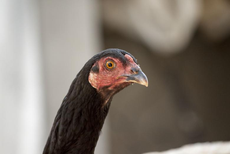 Free stock image of Another suspicious looking chicken created by Eduardo Soares Bogosian