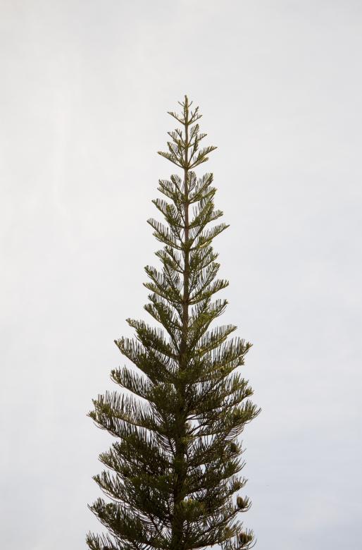 Free stock image of Tree piercing the sky created by Eduardo Soares Bogosian