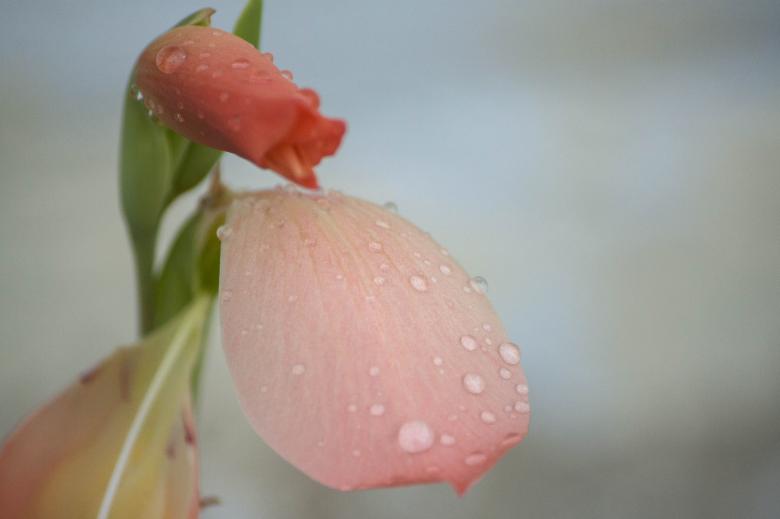 Free stock image of Red and salmon petaled flower with rain drops created by Eduardo Soares Bogosian