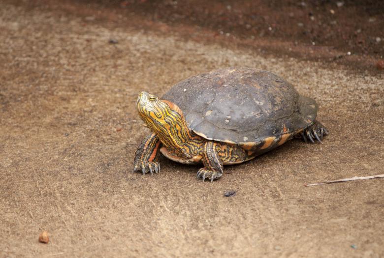 Free stock image of Turtle created by Eduardo Soares Bogosian