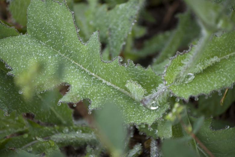 Free stock image of Milky plant created by Eduardo Soares Bogosian