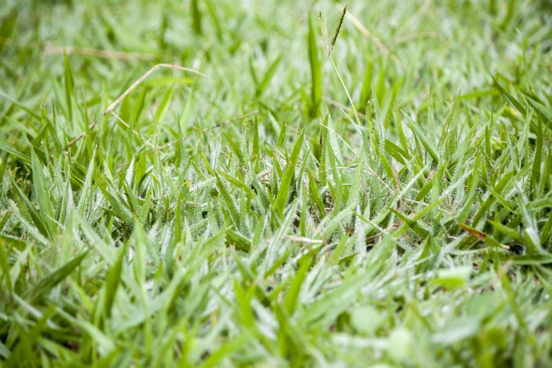Free stock image of Grass views created by Eduardo Soares Bogosian