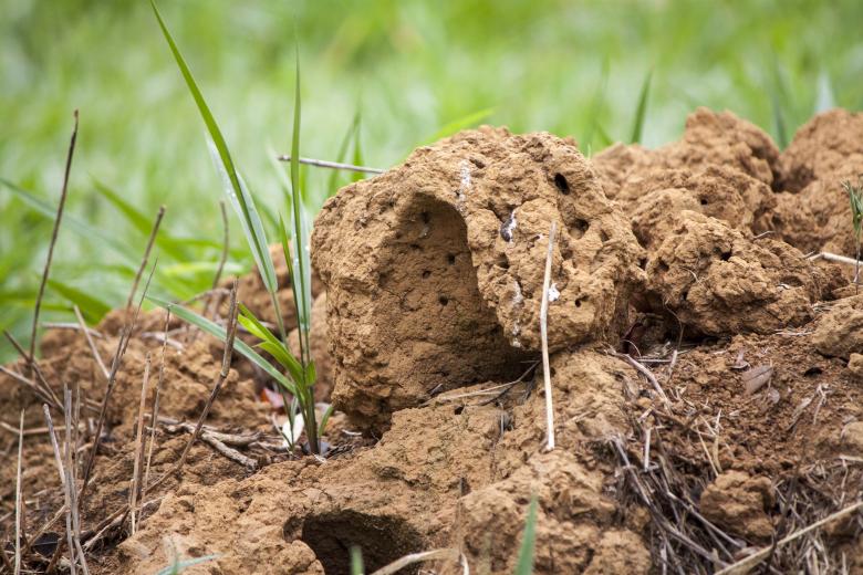 Free stock image of Ant hill created by Eduardo Soares Bogosian