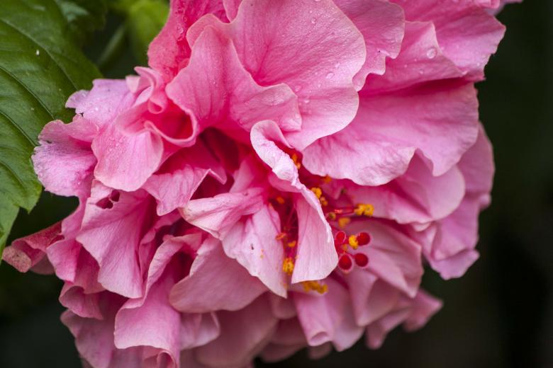 Free stock image of Hibiscus flower macro created by Eduardo Soares Bogosian