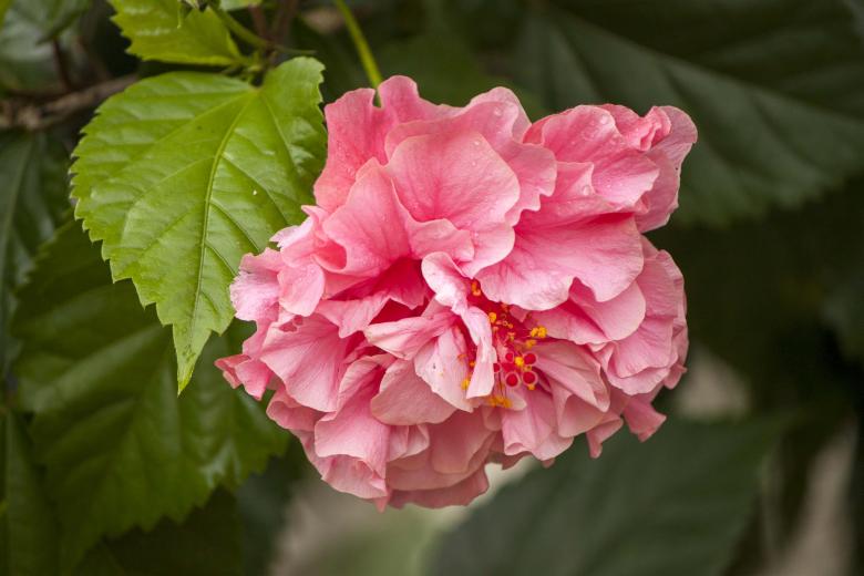 Free stock image of Hibiscus flower created by Eduardo Soares Bogosian