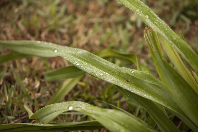 Free stock image of Plant leafs created by Eduardo Soares Bogosian