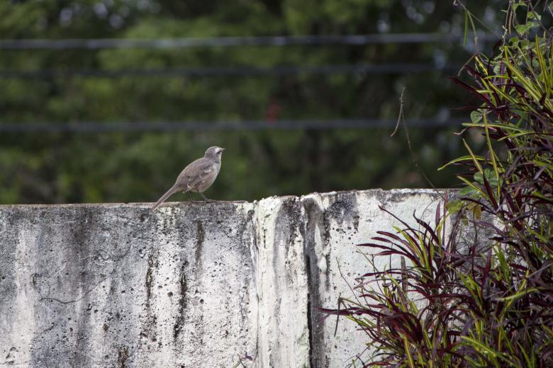 Free stock image of Bird on wall created by Eduardo Soares Bogosian