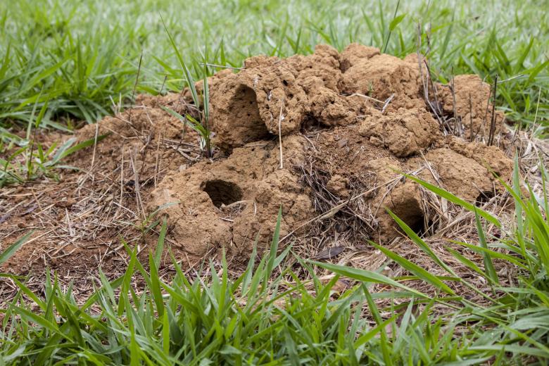 Free stock image of Ant hill created by Eduardo Soares Bogosian