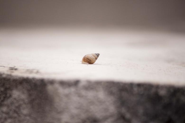 Free stock image of Single Abandoned shell created by Eduardo Soares Bogosian