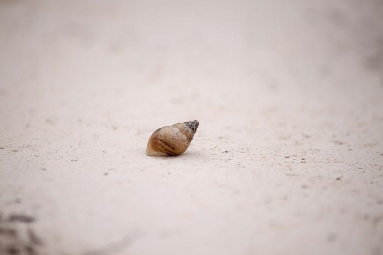 Free stock image of Abandoned shell created by Eduardo Soares Bogosian