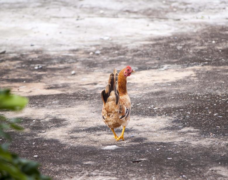 Free stock image of Chicken walking on concrete ground created by Eduardo Soares Bogosian