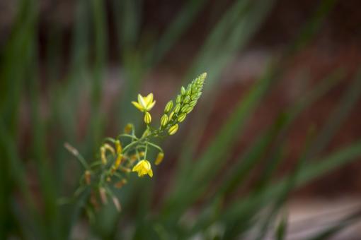 Free Stock Photo of Yellow flowers with green background