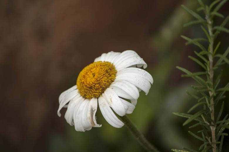 Free stock image of Dying Daisy created by Eduardo Soares Bogosian