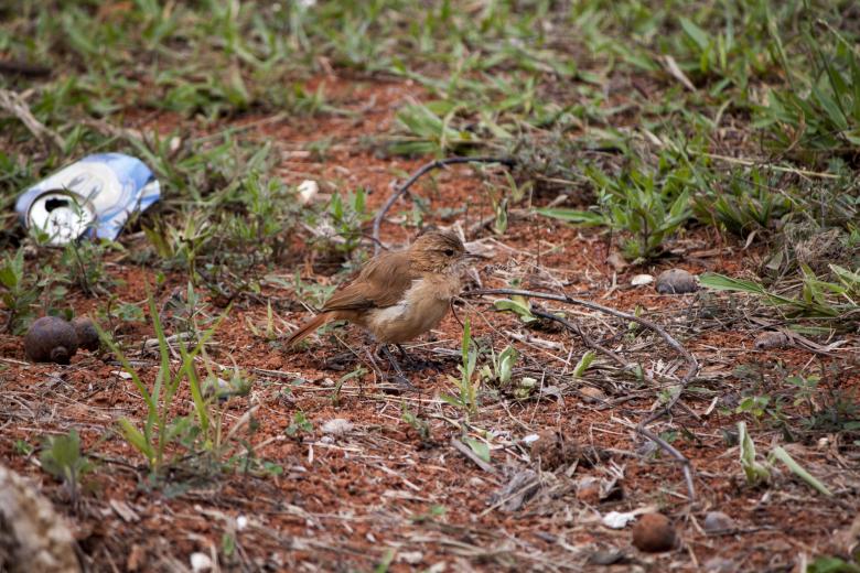 Free stock image of Birdie surrounded by garbage created by Eduardo Soares Bogosian